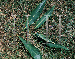 Picture of Castanea dentata 