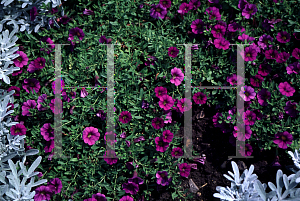 Picture of Calibrachoa  'Million Bells Trailing Blue'