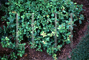 Picture of Chaenomeles speciosa 'Toyo-Nishiki'