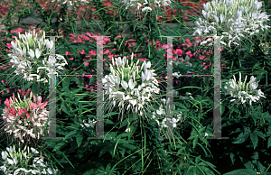 Picture of Cleome hassleriana 'White Queen'
