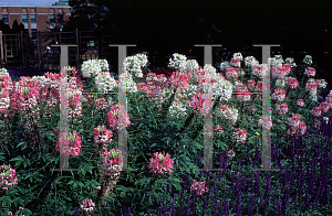 Picture of Cleome hassleriana 'White Queen'