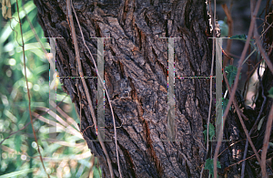 Picture of Caesalpinia cacalaco 