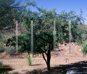 Picture of Condalia globosa 