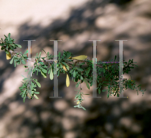 Picture of Condalia globosa 