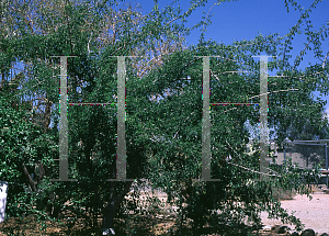 Picture of Celtis reticulata 