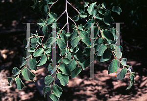 Picture of Celtis africanis 