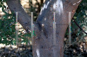 Picture of Celtis reticulata 