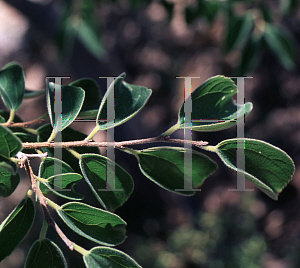 Picture of Celtis australis 