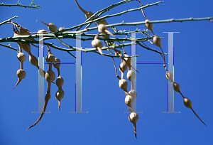 Picture of Parkinsonia microphylla 