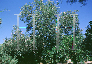 Picture of Chilopsis linearis 
