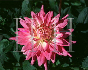 Picture of Dahlia  'Ferncliff Flamingo'