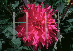 Picture of Dahlia  'Elise Huston'