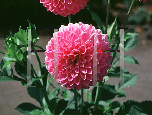 Picture of Dahlia  'Camano Choice'