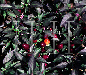 Picture of Capsicum annuum var. annuum 'Pretty in Purple'