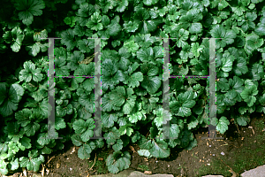Picture of Erythronium revolutum 'Citronella'