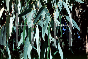 Picture of Eucalyptus microtheca 