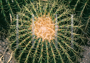 Picture of Echinocactus grusonii 