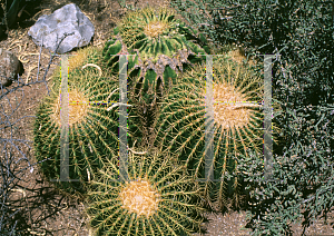 Picture of Echinocactus grusonii 