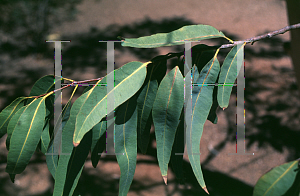 Picture of Eucalyptus papuana 