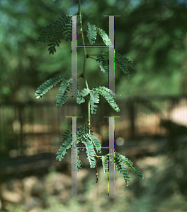 Picture of Parkinsonia praecox 