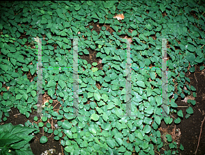 Picture of Epimedium alpinum 'Rubrum'