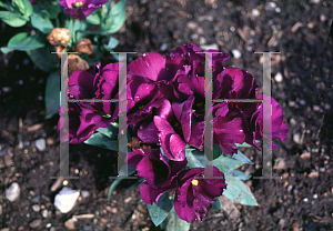 Picture of Eustoma grandiflorum 'Blue Lisa'