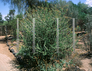 Picture of Fouquieria macdougalii 