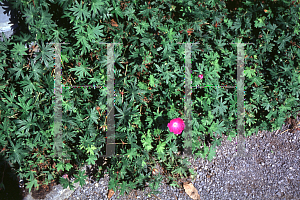 Picture of Geranium sanguineum var. striatum 