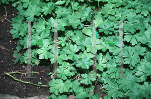 Picture of Geranium x cantabrigiense 