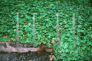 Picture of Geranium x cantabrigiense 