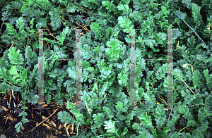 Picture of Geum triflorum 