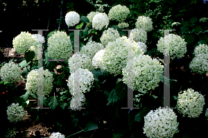 Picture of Hydrangea arborescens 'Annabelle'