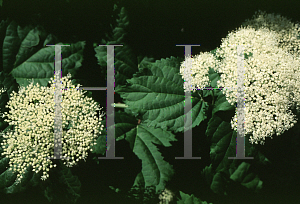 Picture of Hydrangea arborescens 