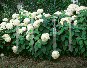 Picture of Hydrangea arborescens 'Annabelle'