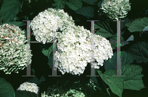 Picture of Hydrangea arborescens ssp. discolor 'Sterilis'