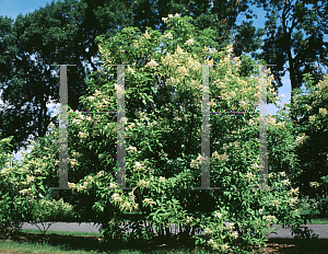 Picture of Hydrangea arborescens 