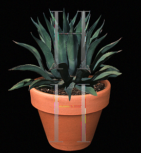 Picture of Agave salmiana '~Species'