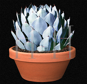 Picture of Agave parryi var. truncata 