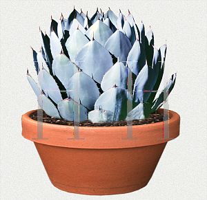 Picture of Agave parryi var. truncata 