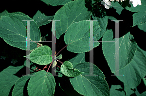 Picture of Hydrangea arborescens ssp. radiata 