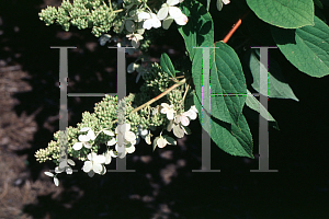 Picture of Hydrangea paniculata 'Praecox'