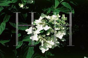 Picture of Hydrangea paniculata 'Tardiva'