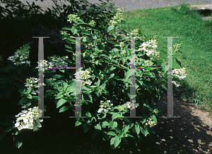 Picture of Hydrangea paniculata 'Tardiva'