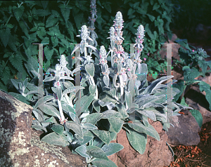 Picture of Stachys byzantina 