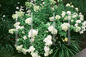 Picture of Hydrangea paniculata 'Grandiflora'
