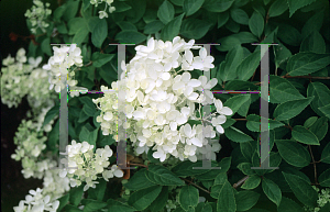 Picture of Hydrangea paniculata 'Grandiflora'