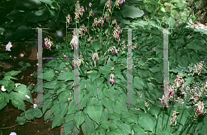 Picture of Hosta  'Love Pat'