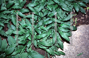 Picture of Hosta  'Saishu Jinea'