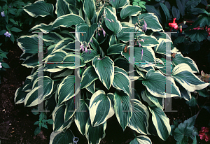 Picture of Hosta  'Antioch'