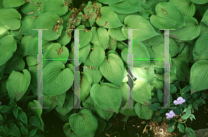 Picture of Hosta  'Gold Cadet'